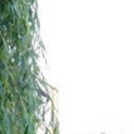 ����, 67