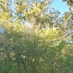 �������, 71